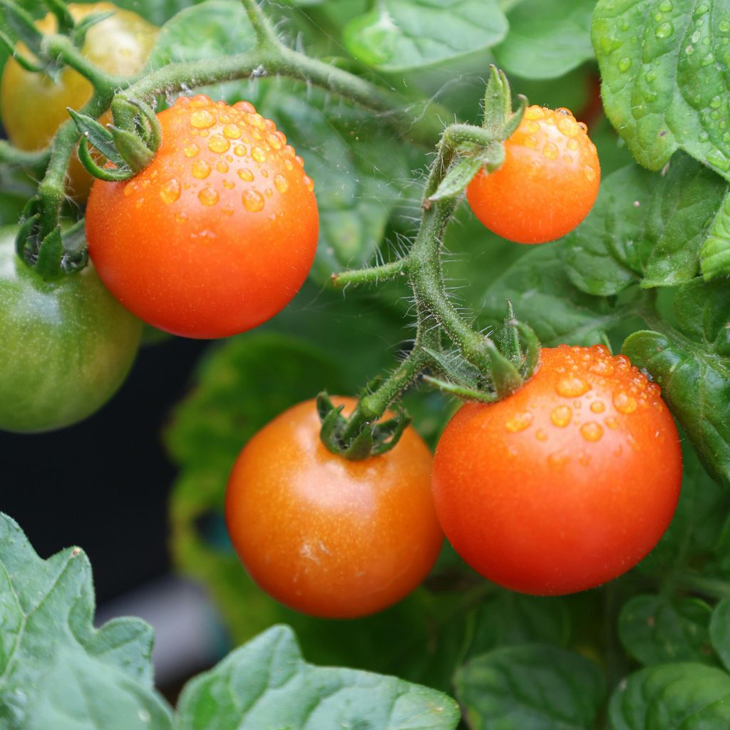 Návrh bez názvu (43)